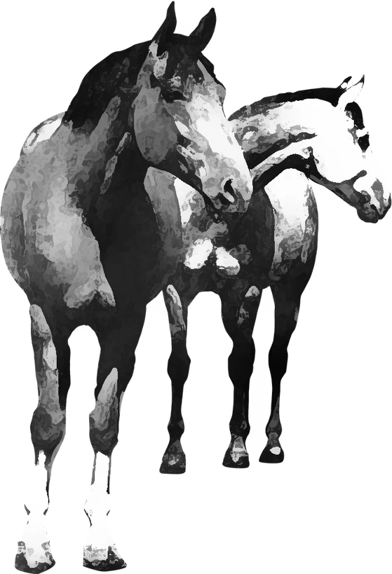 Centre équestre Cheval Notre Passion, Sainte-Marie-de-Cuines — deux chevaux